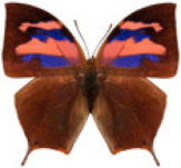 schmetterling036070.jpg