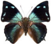 schmetterling036071.jpg
