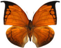 schmetterling036072.jpg