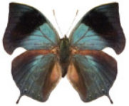 schmetterling036073.jpg