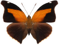schmetterling036075.jpg