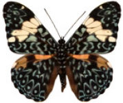 schmetterling036076.jpg