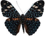 schmetterling036077.jpg