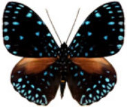 schmetterling036078.jpg