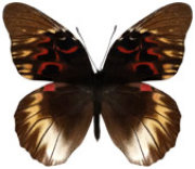 schmetterling036079.jpg