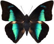 schmetterling036080.jpg