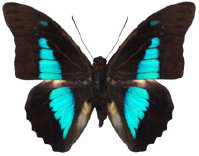 schmetterling036081.jpg