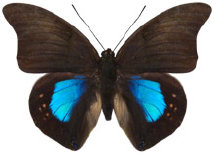 schmetterling036082.jpg