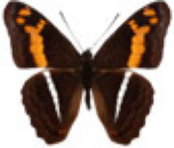 schmetterling036083.jpg