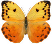 schmetterling036084.jpg