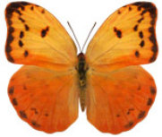 schmetterling036085.jpg