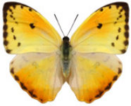 schmetterling036086.jpg