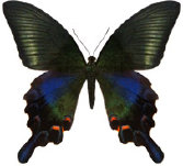 schmetterling036088.jpg