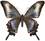 schmetterling036089.jpg
