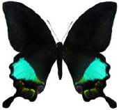 schmetterling036090.jpg