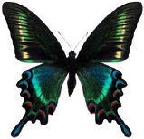 schmetterling036091.jpg