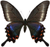 schmetterling036092.jpg