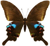 schmetterling036093.jpg