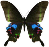 schmetterling036095.jpg