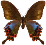 schmetterling036096.jpg