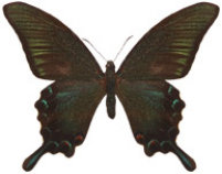 schmetterling036097.jpg