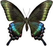 schmetterling036098.jpg