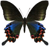 schmetterling036099.jpg