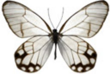 schmetterling0370100.jpg