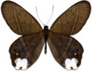 schmetterling0370101.jpg