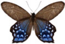 schmetterling0370102.jpg