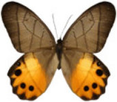 schmetterling0370103.jpg