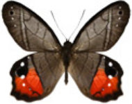 schmetterling0370105.jpg