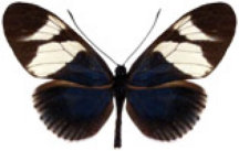 schmetterling0370106.jpg