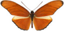 schmetterling0370108.jpg