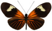 schmetterling0370109.jpg