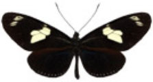 schmetterling0370110.jpg