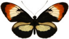 schmetterling0370112.jpg
