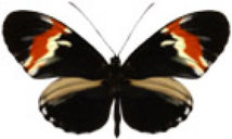 schmetterling0370113.jpg