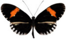 schmetterling0370114.jpg