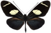 schmetterling0370115.jpg