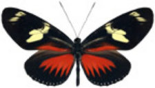 schmetterling0370116.jpg
