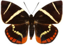 schmetterling0370117.jpg