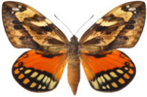 schmetterling0370118.jpg