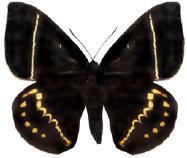 schmetterling0370119.jpg