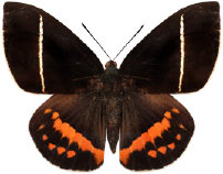 schmetterling0370120.jpg