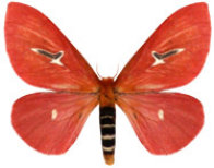 schmetterling0370121.jpg