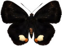 schmetterling0370122.jpg