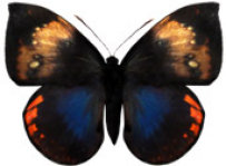 schmetterling0370123.jpg
