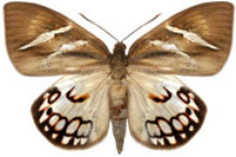 schmetterling0370124.jpg