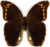 schmetterling0370125.jpg